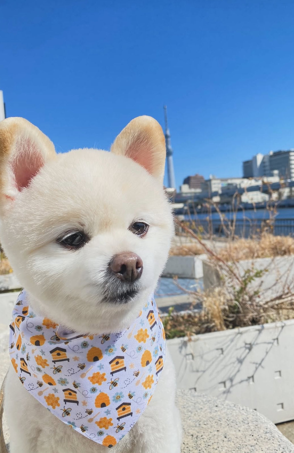 π Honey Bee Haven π― Collar-Bandana