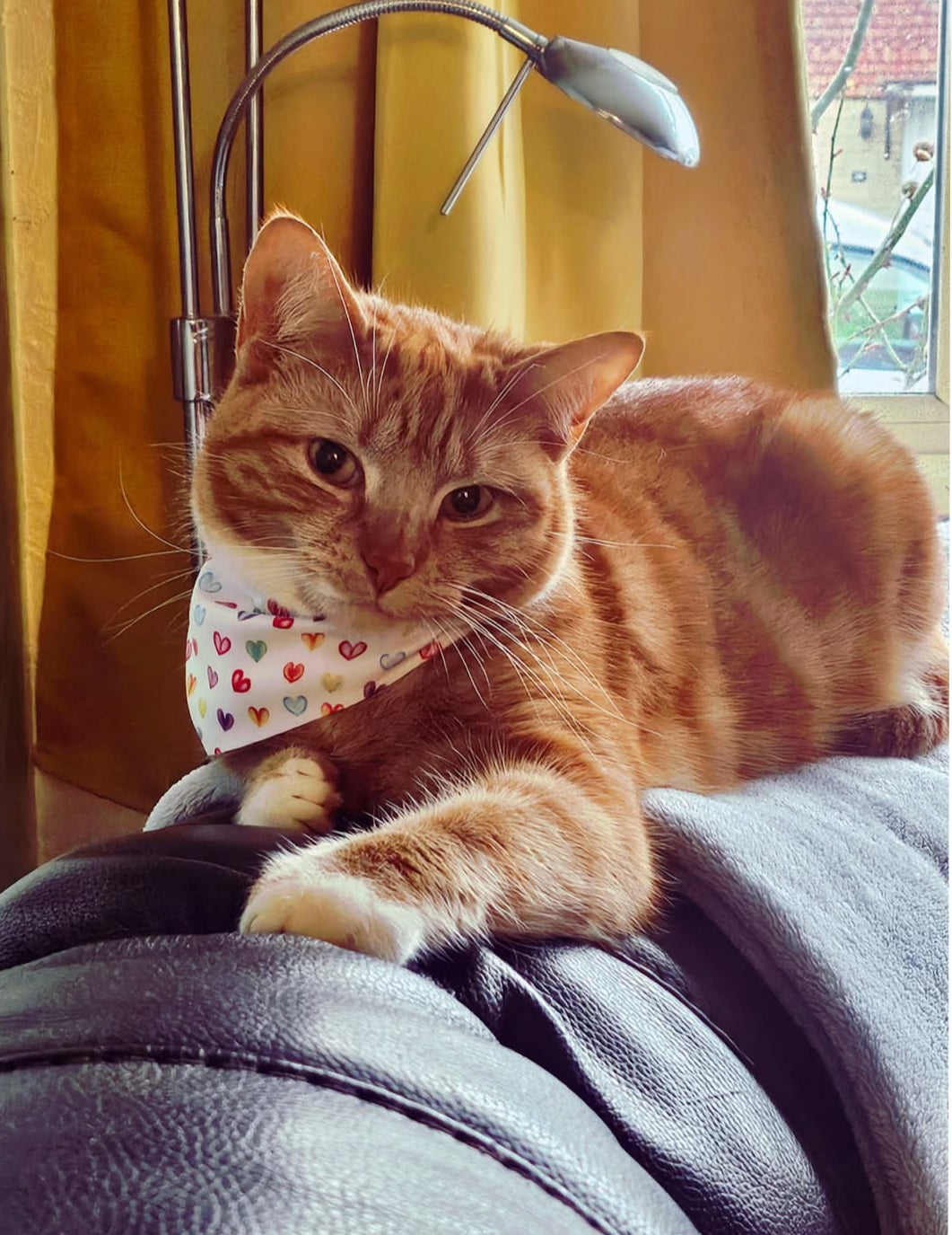Heartfelt Love Collar-Bandana