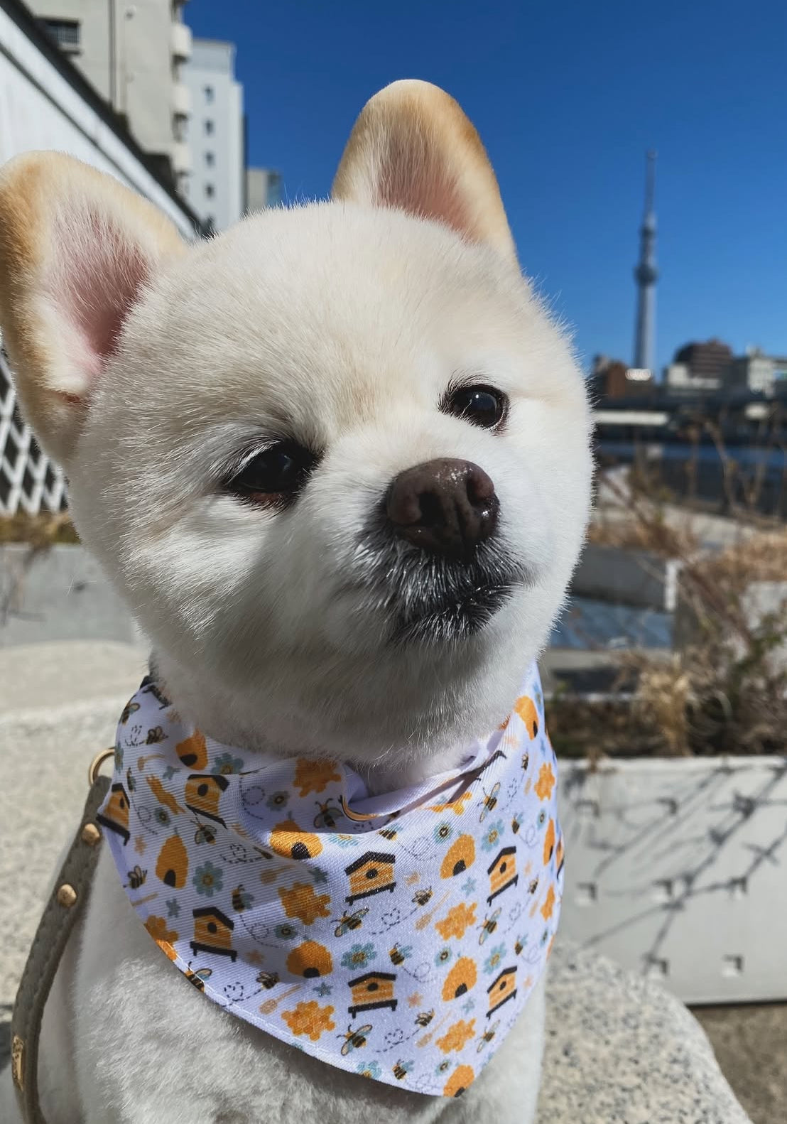 π Honey Bee Haven π― Collar-Bandana