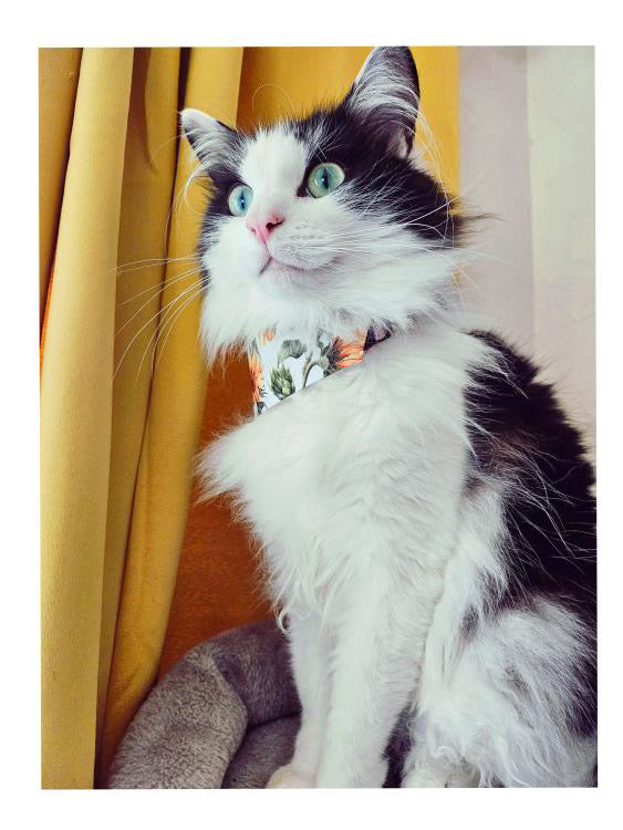 Sunflower Bloom Collar-Bandana