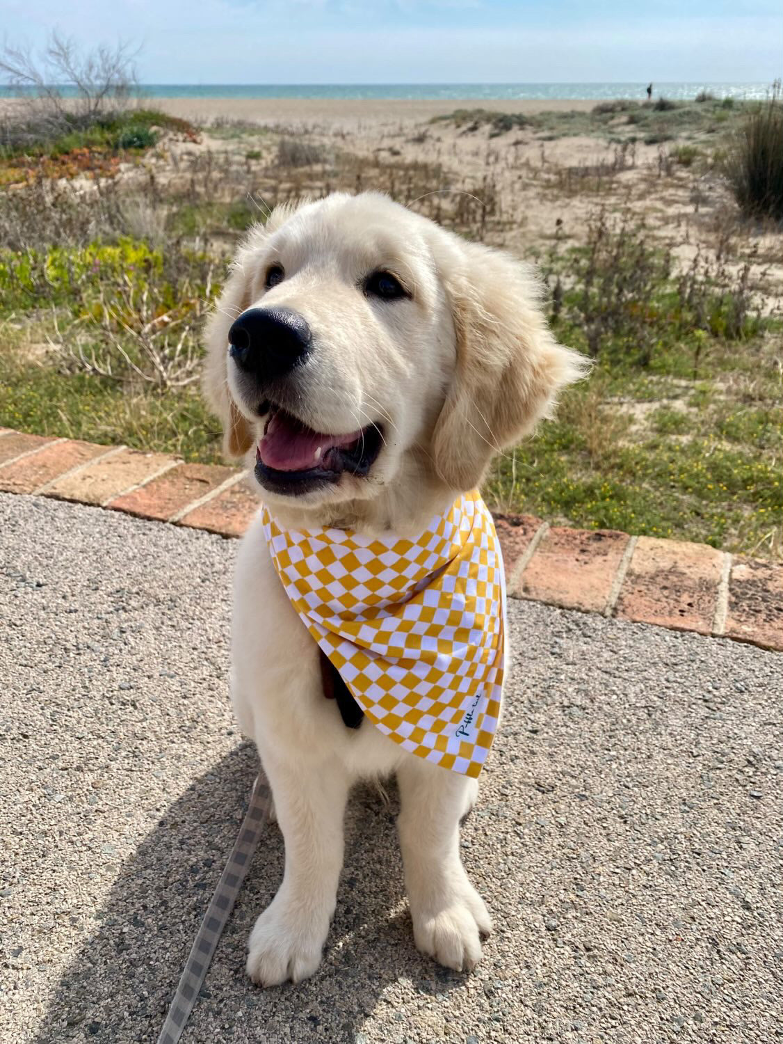 Golden Gingham Charm Bandana