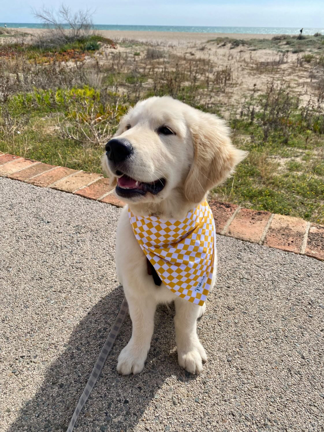 Golden Gingham Charm Bandana