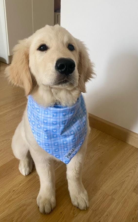 Sky Blue Serenity Collar-Bandana