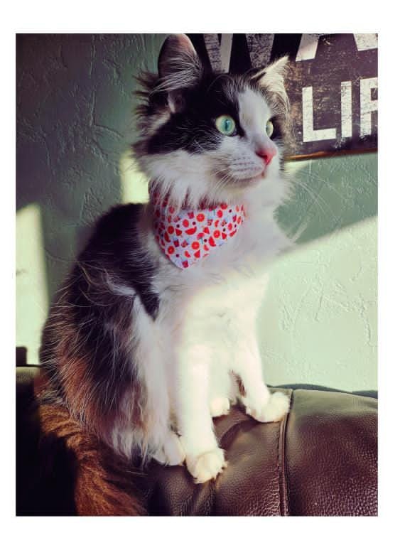 Tropical Breeze Collar-Bandana